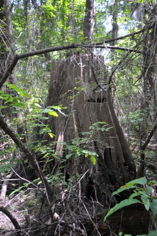 Cypress Tree stump