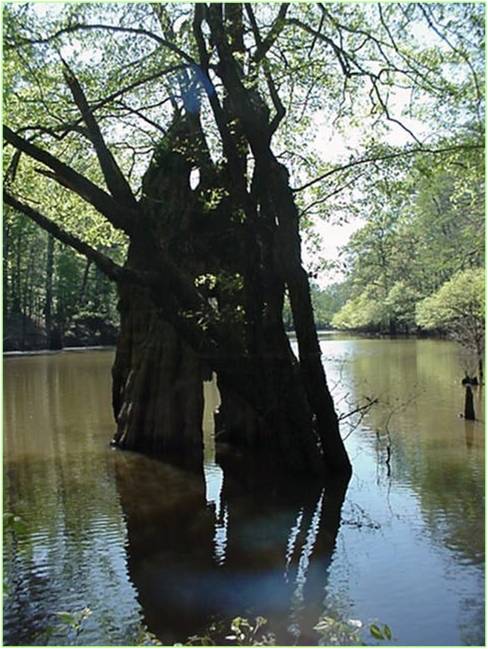 Cypress tree in wetlands