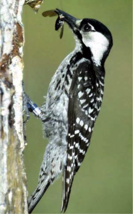 Red-cockaded woodpecker